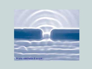 In una vaschetta di acqua...
 