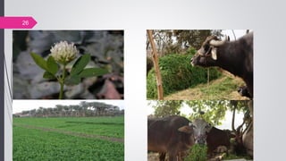 Lucern & berseem | PPT