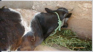 Locern Foder Lucerne animal fodder Aamir Ali | PPT