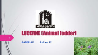 LUCERNE (Animal fodder)
AAMIR ALI Roll no.12
1
 