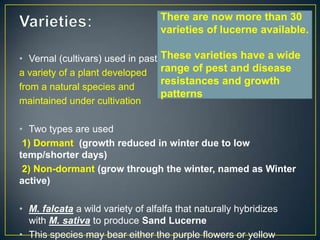 There are now more than 30
                                    varieties of lucerne available.

• Vernal (cultivars) used in past   These varieties have a wide
a variety of a plant developed      range of pest and disease
                                    resistances and growth
from a natural species and
                                    patterns
maintained under cultivation

• Two types are used
 1) Dormant (growth reduced in winter due to low
temp/shorter days)
 2) Non-dormant (grow through the winter, named as Winter
active)

• M. falcata a wild variety of alfalfa that naturally hybridizes
  with M. sativa to produce Sand Lucerne
• This species may bear either the purple flowers or yellow
 