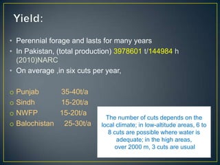 • Perennial forage and lasts for many years
• In Pakistan, (total production) 3978601 t/144984 h
  (2010)NARC
• On average ,in six cuts per year,

o   Punjab      35-40t/a
o   Sindh       15-20t/a
o   NWFP        15-20t/a
                              The number of cuts depends on the
o   Balochistan 25-30t/a    local climate; in low-altitude areas, 6 to
                               8 cuts are possible where water is
                                  adequate; in the high areas,
                                  over 2000 m, 3 cuts are usual
 