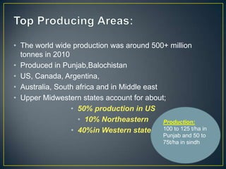 • The world wide production was around 500+ million
  tonnes in 2010
• Produced in Punjab,Balochistan
• US, Canada, Argentina,
• Australia, South africa and in Middle east
• Upper Midwestern states account for about;
                 • 50% production in US
                   • 10% Northeastern        Production:
                 • 40%in Western states 100 to 125 t/ha in
                                            Punjab and 50 to
                                            75t/ha in sindh
 