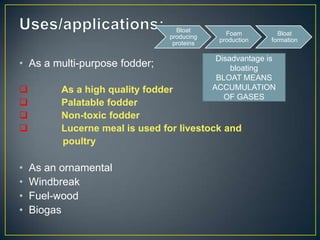 Bloat
                                               Foam         Bloat
                                producing
                                             production   formation
                                 proteins

                                             Disadvantage is
• As a multi-purpose fodder;                     bloating
                                             BLOAT MEANS
         As a high quality fodder          ACCUMULATION
                                               OF GASES
         Palatable fodder
         Non-toxic fodder
         Lucerne meal is used for livestock and
          poultry

•   As an ornamental
•   Windbreak
•   Fuel-wood
•   Biogas
 