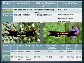Crops          Sowing time         Method of sowing                Harvesting Time
                                       MOSTLY
Berseem   21st Sept- end of Oct. Broadcast in standing        Nov.----May
                                 water
Lucerne   Mid Oct.- mid Nov.     45 cm apart in lines.        Permanent yield from

                                                              December for 3 years,

                                                              after every 45 day




               KING OF                                        QUEEN OF
               FODDER                                          FORAGE



Crops     CP    LEAVES   FLOWER     protien   Green fodder       TDN       Life        CF
                                               yield (t/ha)                cycle
Bersee 18-24% round      white    18-20%      125-150          64.9%       Annual      30.3%
  m
Lucern 15-24% Almost     Blue-    20-24%      110-125          65.8%       Perinneal   29.6%
  e           flat       yellow
 