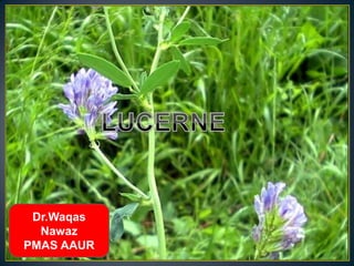 Dr.Waqas
  Nawaz
PMAS AAUR
 