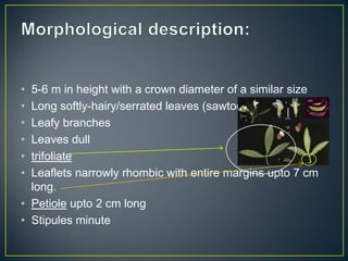 • 5-6 m in height with a crown diameter of a similar size
• Long softly-hairy/serrated leaves (sawtooth)
• Leafy branches
• Leaves dull
• trifoliate
• Leaflets narrowly rhombic with entire margins upto 7 cm
  long.
• Petiole upto 2 cm long
• Stipules minute
 