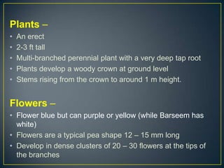 Plants –
•   An erect
•   2-3 ft tall
•   Multi-branched perennial plant with a very deep tap root
•   Plants develop a woody crown at ground level
•   Stems rising from the crown to around 1 m height.


Flowers –
• Flower blue but can purple or yellow (while Barseem has
  white)
• Flowers are a typical pea shape 12 – 15 mm long
• Develop in dense clusters of 20 – 30 flowers at the tips of
  the branches
 