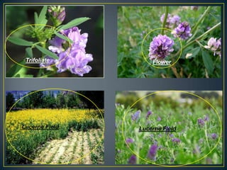 Trifoliate         Flower




Lucerne Field   Lucerne Field
 