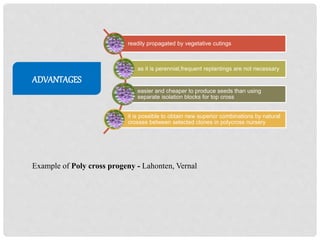 ADVANTAGES
readily propagated by vegetative cutings
as it is perennial,frequent replantings are not necessary
easier and cheaper to produce seeds than using
separate isolation blocks for top cross
it is possible to obtain new superior combinations by natural
crosses between selected clones in polycross nursery
Example of Poly cross progeny - Lahonten, Vernal
 