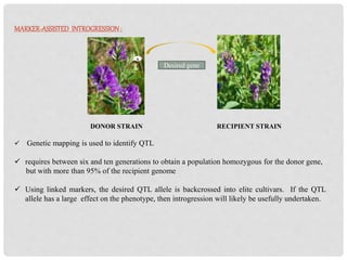 MARKER-ASSISTED INTROGRESSION:
DONOR STRAIN RECIPIENT STRAIN
 Genetic mapping is used to identify QTL
 requires between six and ten generations to obtain a population homozygous for the donor gene,
but with more than 95% of the recipient genome
 Using linked markers, the desired QTL allele is backcrossed into elite cultivars. If the QTL
allele has a large effect on the phenotype, then introgression will likely be usefully undertaken.
x
Desired gene
 