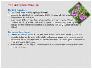 TWO MAIN HINDRANCES ARE:
The first impediment
• The initial identification of prospective QTL.
• Mapping in tetraploids is complex due to the presence of four homologous
chromosomes in each plant.
• Even though QTL may be detected, locating them precisely is quite difficult
• Precision will likely be low, particularly compared to a diploid map, ensuring that the
markers used for introgression are linked in coupling with the QTL allele of interest is
difficult.
The second impediment
• Arises as a direct result of the first, once markers have been identified that are
correctly linked to the right QTL allele, backcrossing needs to be done to several
individuals within the population of interest to maintain sufficient genetic variation to
avoid inbreeding depression.
• Not many QTL can be selected simultaneously in a population before segregation ratios
become unwieldy.
 