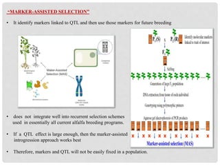 “MARKER-ASSISTED SELECTION”
• It identify markers linked to QTL and then use those markers for future breeding
• does not integrate well into recurrent selection schemes
used in essentially all current alfalfa breeding programs.
• If a QTL effect is large enough, then the marker-assisted
introgression approach works best
• Therefore, markers and QTL will not be easily fixed in a population.
 
