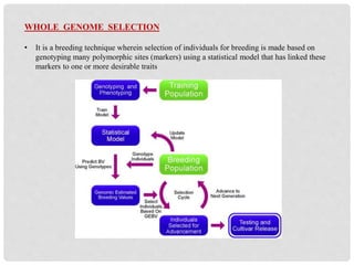 WHOLE GENOME SELECTION
• It is a breeding technique wherein selection of individuals for breeding is made based on
genotyping many polymorphic sites (markers) using a statistical model that has linked these
markers to one or more desirable traits
 