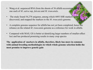 • Wang et al. sequenced RNA from the shoots of 36 alfalfa accessions, along with
one each of M. sativa ssp. falcata and M. truncatula.
• The study found 54,278 unigenes, among which 4493 SSR markers were
discovered, and mapped the markers to the M. truncatula genome.
• A complete genome sequence for alfalfa has not yet been completed; hence the
reliance on the related M. truncatula genome as a reference for work in alfalfa.
• Compared with MAS, GS is better at identifying larger numbers of smaller-effect
loci and has produced promising results in many crop species
The application of markers in alfalfa, therefore, likely has more in common
with animal breeding methodologies in which whole genome selection holds the
most promise to improve genetic gain
 