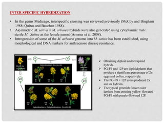INTER SPECIFIC HYBRIDIZATION
• In the genus Medicago, interspecific crossing was reviewed previously (McCoy and Bingham
1988; Quiros and Bauchan 1988).
• Asymmetric M. sativa × M. arborea hybrids were also generated using cytoplasmic male
sterile M. Sativa as the female parent (Armour et al. 2008).
• Introgression of some of the M. arborea genome into M. sativa has been established, using
morphological and DNA markers for anthracnose disease resistance.
 Obtaining diploid and tetraploid
hybrids.
 PG-F9 and 12P are diploid plants that
produce a significant percentage of 2n
eggs and pollen, respectively.
 The PG-F9 × 12P cross produced 2x
and 4x hybrids.
 The typical greenish flower color
derives from crossing yellow-flowered
PG-F9 with purple-flowered 12P.
 
