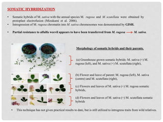 SOMATIC HYBRIDIZATION
• Somatic hybrids of M. sativa with the annual species M. rugosa and M. scutellata were obtained by
protoplast electrofusion (Mizukami et al. 2006).
• Introgression of M. rugosa chromatin into M. sativa chromosomes was demonstrated by GISH.
• Partial resistance to alfalfa weevil appears to have been transferred from M. rugosa M. sativa.
Morphology of somatic hybrids and their parents.
(a) Greenhouse grown somatic hybrids: M. sativa (+) M.
rugosa (left), and M. sativa (+) M. scutellata (right),
(b) Flower and leave of parent: M. rugosa (left), M. sativa
(centre) and M. scutellata (right),
(c) Flowers and leaves of M. sativa (+) M. rugosa somatic
hybrids,
(d) Flowers and leaves of M. sativa (+) M. scutellata somatic
hybrids
• This technique has not given practical results to date, but is still utilized to introgress traits from wild relatives.
 