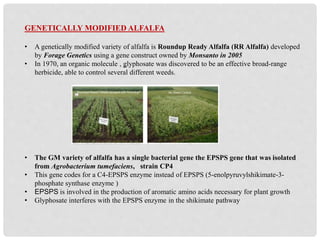 GENETICALLY MODIFIED ALFALFA
• A genetically modified variety of alfalfa is Roundup Ready Alfalfa (RR Alfalfa) developed
by Forage Genetics using a gene construct owned by Monsanto in 2005
• In 1970, an organic molecule , glyphosate was discovered to be an effective broad-range
herbicide, able to control several different weeds.
• The GM variety of alfalfa has a single bacterial gene the EPSPS gene that was isolated
from Agrobacterium tumefaciens, strain CP4
• This gene codes for a C4-EPSPS enzyme instead of EPSPS (5-enolpyruvylshikimate-3-
phosphate synthase enzyme )
• EPSPS is involved in the production of aromatic amino acids necessary for plant growth
• Glyphosate interferes with the EPSPS enzyme in the shikimate pathway
 