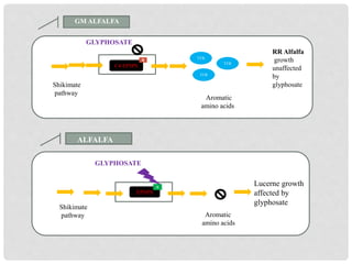 Aromatic amino acids
Shikimate
pathway
EPSPS
S
Shikimate pathway
Shikimate
pathway
C4-EPSPS
R
GLYPHOSATE
GLYPHOSATE
TYR
TYR
TYR
RR Alfalfa
growth
unaffected
by
glyphosate
Aromatic
amino acids
Aromatic
amino acids
Lucerne growth
affected by
glyphosate
GM ALFALFA
ALFALFA
 