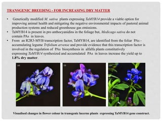 TRANSGENIC BREEDING - FOR INCREASING DRY MATTER
• Genetically modified M. sativa plants expressing TaMYB14 provide a viable option for
improving animal health and mitigating the negative environmental impacts of pastoral animal
production systems and reduced greenhouse gas emissions.
• TaMYB14 is present in pro anthocyanidins in the foliage but, Medicago sativa do not
contain PAs in leaves.
• From an R2R3-MYB transcription factor, TaMYB14, are identified from the foliar PAs -
accumulating legume Trifolium arvense and provide evidence that this transcription factor is
involved in the regulation of PAs biosynthesis in alfalfa plants constitutively
expressing TaMYB14 synthesized and accumulated PAs in leaves increase the yield up to
1.8% dry matter.
Visualised changes in flower colour in transgenic lucerne plants expressing TaMYB14 gene construct.
 