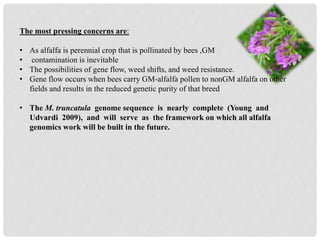 The most pressing concerns are:
• As alfalfa is perennial crop that is pollinated by bees ,GM
• contamination is inevitable
• The possibilities of gene flow, weed shifts, and weed resistance.
• Gene flow occurs when bees carry GM-alfalfa pollen to nonGM alfalfa on other
fields and results in the reduced genetic purity of that breed
• The M. truncatula genome sequence is nearly complete (Young and
Udvardi 2009), and will serve as the framework on which all alfalfa
genomics work will be built in the future.
 