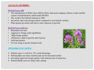 ALFALFA HYBRID :
Hybrid Force-400 :
• The introduction of Hybri force-400 by Dairy land seed company utilizes a male sterility
system of hybridization called msSUNSTRA
• The world’s first hybrid released in 2001
• Increased vigor and stronger plants compared to non-hybrid varieties
• Plant greens up earlier and shows more rigorous re-growth
Hybrid Force-420/wet:
• Branched root trait.
• Aggressive forage yield capabilities
• High forage quality
• Distinctive rapid re-growth after harvest
• Solid persistence
• For low lying or poorly drained soils
Advantage over variety:
 Hybrid vigor is vivid 8 to 15% yield advantage.
 Hybrid plants are more resilient and can be harvested earlier
 providing improved forage quality with reduced risk of stand loss.
 Hybrid alfalfa recovers faster after cutting
 