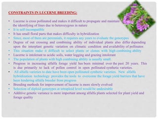 CONSTRAINTS IN LUCERNE BREEDING:
• Lucerne is cross pollinated and makes it difficult to propagate and maintain
the identifying of lines due to heterozygous in nature
• It is self-incompatible
• It has small floral parts that makes difficulty in hybridization
• Since, most of them are perennials, it requires any years to evaluate the genotypes
• Degree of out crossing and combining ability of individual plants also differ depending
upon the interplant genetic variation on climatic condition and availability of pollinator.
• This situation make it difficult to select plants or clones with high combining ability
• Lucerne is intolerant to acidic soils, water logging and grazing intolerant
• The population of plants with high combining ability is usually small.
• Progress in increasing alfalfa forage yield has been minimal over the past 20 years. This
is due primarily to lack of pollen control in open pollinated synthetic varieties.
• All alfalfa varieties to date have been open pollinated synthetic varieties. New alfalfa
hybridization technology provides the tools to overcome the forage yield barriers that have
been hindering alfalfa breeder from progress
• Breeding methods for improvement of lucerne is more slowly evolved
• Selection of diploid genotypes at tetraploid level would be undesirable
• Additive genetic variance is more important among alfalfa plants selected for plant yield and
forage quality
 