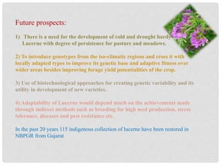 Future prospects:
1) There is a need for the development of cold and drought hardy
Lucerne with degree of persistence for pasture and meadows.
2) To introduce genotypes from the iso-climatic regions and cross it with
locally adapted types to improve its genetic base and adaptive fitness over
wider areas besides improving forage yield potentialities of the crop.
3) Use of biotechnological approaches for creating genetic variability and its
utility in development of new varieties.
4) Adaptability of Lucerne would depend much on the achievements made
through indirect methods such as breeding for high seed production, stress
tolerance, diseases and pest resistance etc.
In the past 20 years 115 indigenous collection of lucerne have been restored in
NBPGR from Gujarat
 