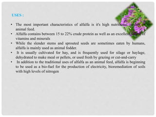 USES :
• The most important characteristics of alfalfa is it's high nutritional quality as
animal feed.
• Alfalfa contains between 15 to 22% crude protein as well as an excellent source of
vitamins and minerals
• While the slender stems and sprouted seeds are sometimes eaten by humans,
alfalfa is mainly used as animal fodder.
• It is usually cultivated for hay, and is frequently used for silage or haylage,
dehydrated to make meal or pellets, or used fresh by grazing or cut-and-carry
• In addition to the traditional uses of alfalfa as an animal feed, alfalfa is beginning
to be used as a bio-fuel for the production of electricity, bioremediation of soils
with high levels of nitrogen
 