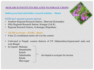 RESEARCH INSTITUTES RELATED TO FORAGE CROPS:
Indian grass land and fodder research institute – Jhansi
IGFRI has3 regional research stations:
• Southern Regional Research Station , Dharwad (Karnataka)
• Hilly Regional Research Station, Srinagar (J & K)
• Regional Research Station, Avikanagar (Rajasthan)
 AICRP on forage – IGFRI , Jhansi
• It has 22 coordinated centres all over the country
• Cultivated in Punjab, western districts of UP ,Maharashtra,Gujarat,tamil nadu and
west Bengal
• In Gujarat- Mehsana
Banaskantha
Kuttch
Sabarkantha developed as ecotypes for lucerne
Kheda
Bhavnagar
 