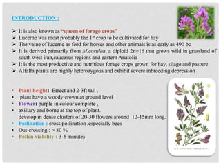 INTRODUCTION :
 It is also known as “queen of forage crops”
 Lucerne was most probably the 1st crop to be cultivated for hay
 The value of lucerne as feed for horses and other animals is as early as 490 bc
 It is derived primarily from M.corulea, a diploid 2n=16 that grows wild in grassland of
south west iran,caucasus regions and eastern Anatolia
 It is the most productive and nutritious forage crops grown for hay, silage and pasture
 Alfalfa plants are highly heterozygous and exhibit severe inbreeding depression
• Plant height: Errect and 2-3ft tall .
• plant have a woody crown at ground level
• Flower: purple in colour complete ,
• axillary and borne at the top of plant.
develop in dense clusters of 20-30 flowers around 12-15mm long.
• Pollination : cross pollination ,especially bees
• Out-crossing : > 80 %
• Pollen viability : 3-5 minutes
 