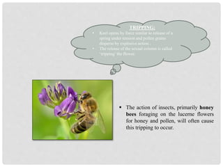 TRIPPING:
• Keel opens by force similar to release of a
spring under tension and pollen grains
disperse by explosive action .
• The release of the sexual column is called
‘tripping’the flower.
 The action of insects, primarily honey
bees foraging on the lucerne flowers
for honey and pollen, will often cause
this tripping to occur.
 