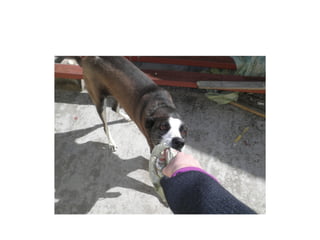 Lucha con el perro por el trapo