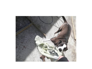 Lucha con el perro por el trapo