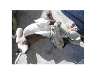 Lucha con el perro por el trapo