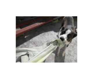 Lucha con el perro por el trapo