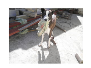 Lucha con el perro por el trapo