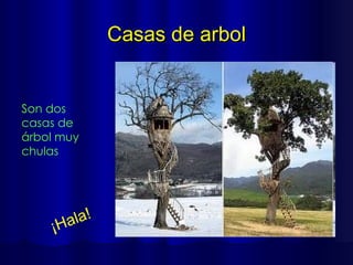 Casas de arbol Son dos casas de árbol muy chulas ¡Hala ! 