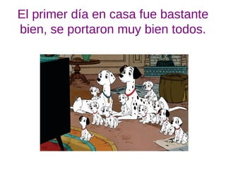 El primer día en casa fue bastante
bien, se portaron muy bien todos.