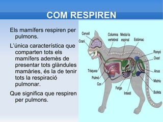 Els vertebrats tenen el cos dividit en tres parts:cap,tronc i cua. 