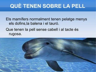 El tronc al seu entorn està el tórax i el abdomen.Del tronc surten les extremitats. 