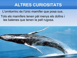 Tots els animals com tots sabem tenen cervell i  el crani el protegeix. 