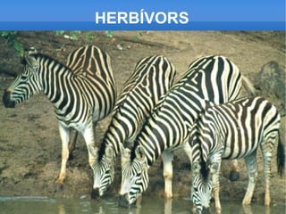 Pàgines consultades 