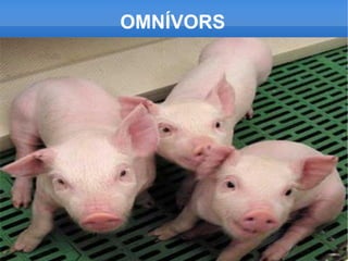 VERTEBRATS O INVERTEBRATS Els mamífers són vertebrats. 