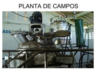PLANTA DE CAMPOS
 