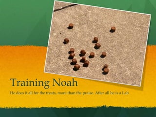 Training Noah
He does it all for the treats, more than the praise. After all he is a Lab.
 