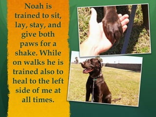 Noah is
 trained to sit,
 lay, stay, and
   give both
   paws for a
 shake. While
on walks he is
trained also to
heal to the left
 side of me at
   all times.
 