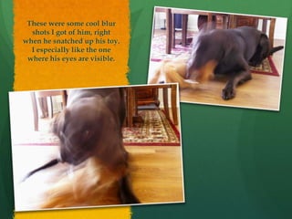 These were some cool blur
  shots I got of him, right
when he snatched up his toy.
  I especially like the one
 where his eyes are visible.
 