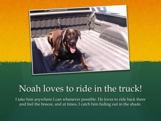 Noah loves to ride in the truck!
I take him anywhere I can whenever possible. He loves to ride back there
   and feel the breeze, and at times, I catch him hiding out in the shade.
 
