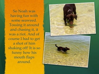 So Noah was
  having fun with
  some seaweed.
 Tossing it around
 and chasing it, it
was a riot. And of
course I had to get
    a shot of him
shaking off! It is so
   funny how his
    mouth flaps
       around.
 